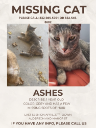 Lost Female Cat last seen Manor st, Houston, TX 77015