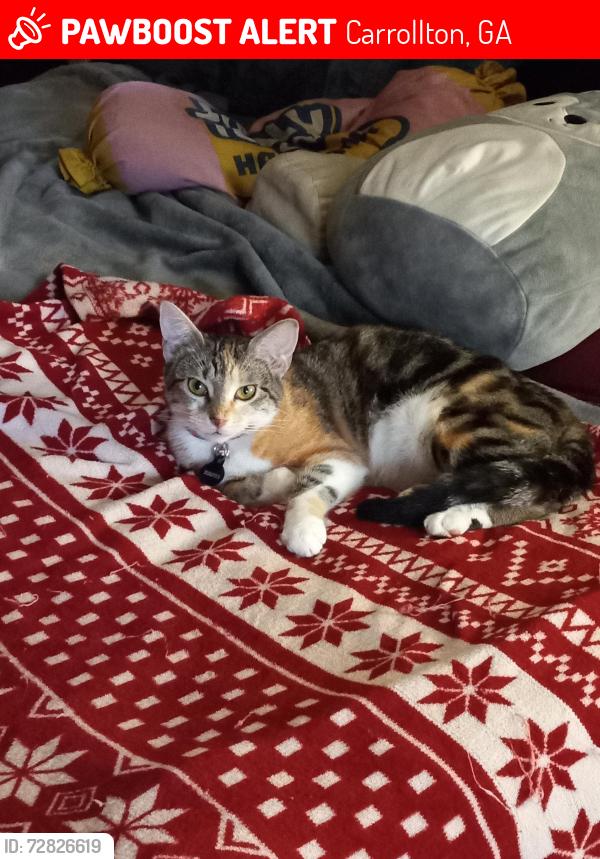 Lost Female Cat last seen Library , Carrollton, GA 30117