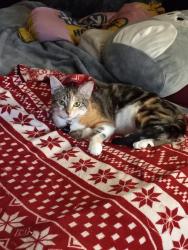 Lost Female Cat last seen Library , Carrollton, GA 30117