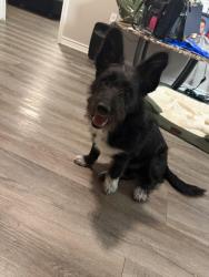 Lost Male Dog last seen Near Eilers Rd Austin Texas 78719, Austin, TX 78751