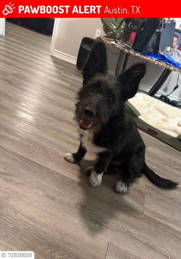 Lost Male Dog last seen Near Eilers Rd Austin Texas 78719, Austin, TX 78751