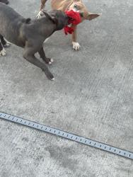 Found/Stray Female Dog last seen Street on roundhill drive, Merced, CA 95348