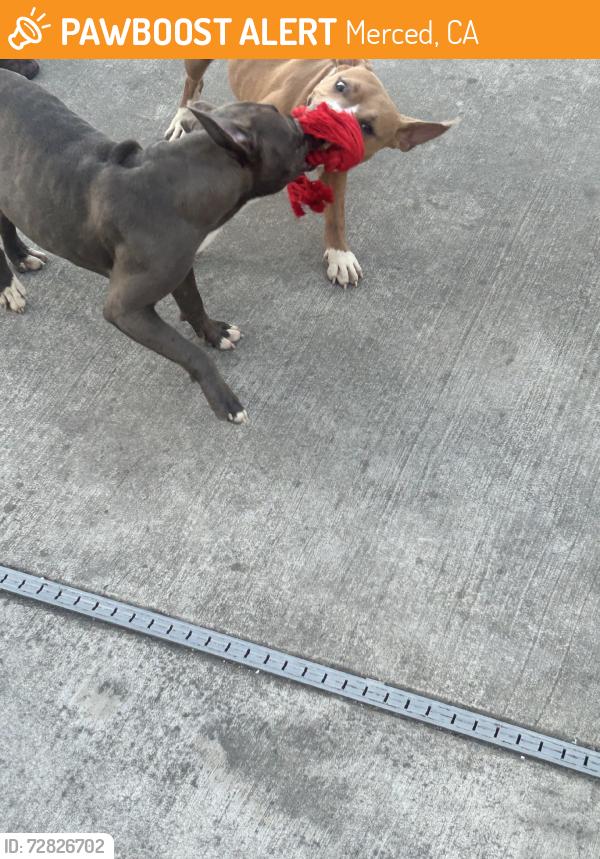 Found/Stray Female Dog last seen Street on roundhill drive, Merced, CA 95348