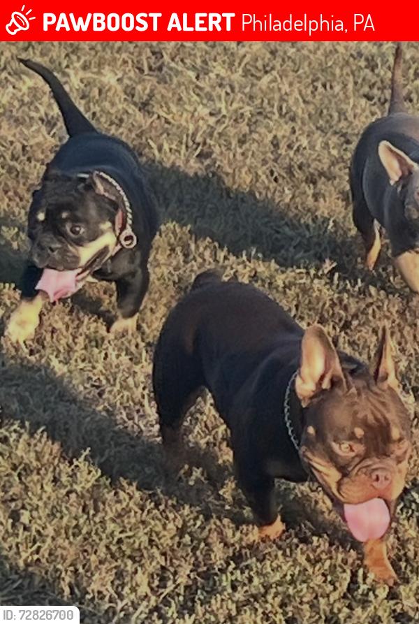 Lost Female Dog last seen b st & ontario st , Philadelphia, PA 19134