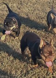 Lost Female Dog last seen b st & ontario st , Philadelphia, PA 19134