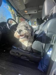 Lost Male Dog last seen chestnut avenue , Bridgeton, NJ 08302