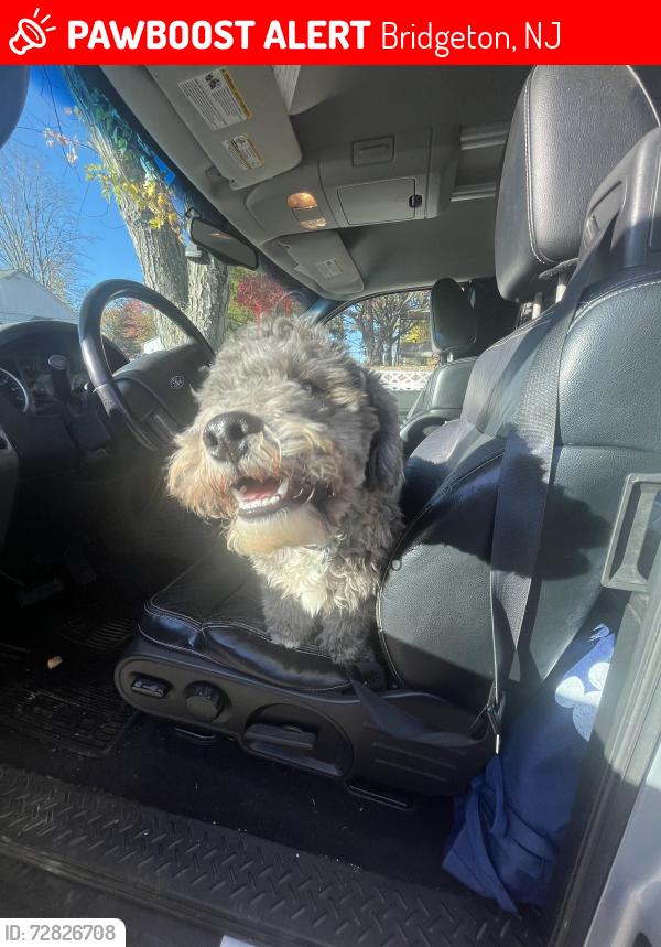 Lost Male Dog last seen chestnut avenue , Bridgeton, NJ 08302