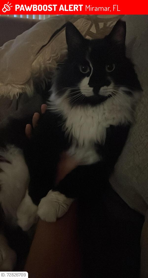 Lost Male Cat last seen Near SW 80th Terr Miramar FL 33025 Estados Unidos, Miramar, FL 33025