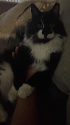 Lost Male Cat last seen Near SW 80th Terr Miramar FL 33025 Estados Unidos, Miramar, FL 33025