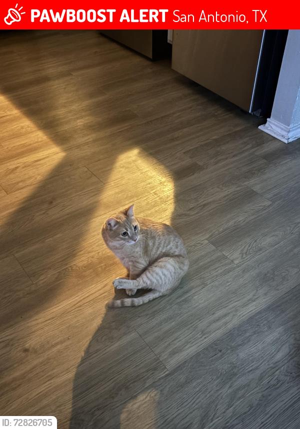 Lost Male Cat last seen Near chic fil a and Nova Vista apmts , San Antonio, TX 78244