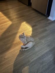 Lost Male Cat last seen Near chic fil a and Nova Vista apmts , San Antonio, TX 78244
