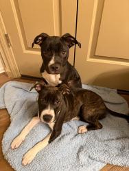 Found/Stray Female Dog last seen Winn Dixie , Orlando, FL 32826