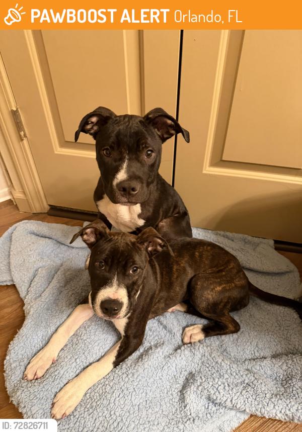 Found/Stray Female Dog last seen Winn Dixie , Orlando, FL 32826