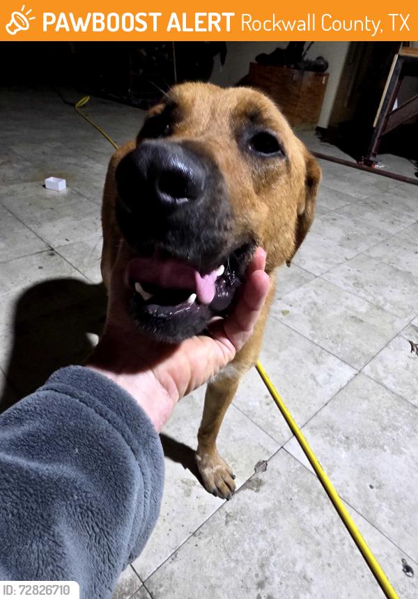 Found/Stray Unknown Dog last seen Near and N munson, Rockwall County, TX 75189