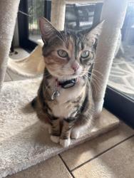 Lost Female Cat last seen Avenue 49, Indio, CA 92201