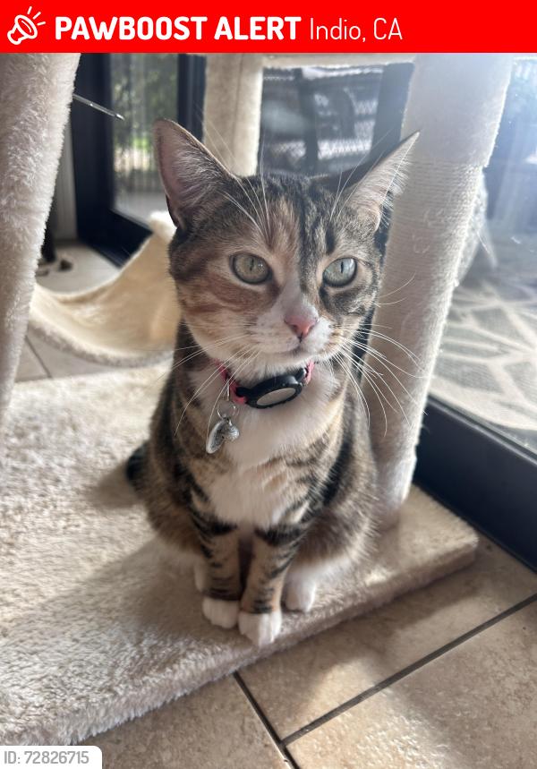 Lost Female Cat last seen Avenue 49, Indio, CA 92201