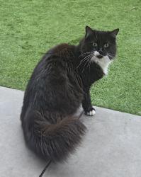 Lost Female Cat last seen Standish, Standish, England WN6