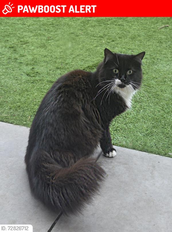 Lost Female Cat last seen Standish, Standish, England WN6