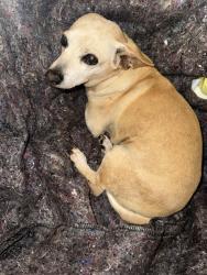 Found/Stray Male Dog last seen I40 in Cumberland County, TN, Crossville, TN 38571