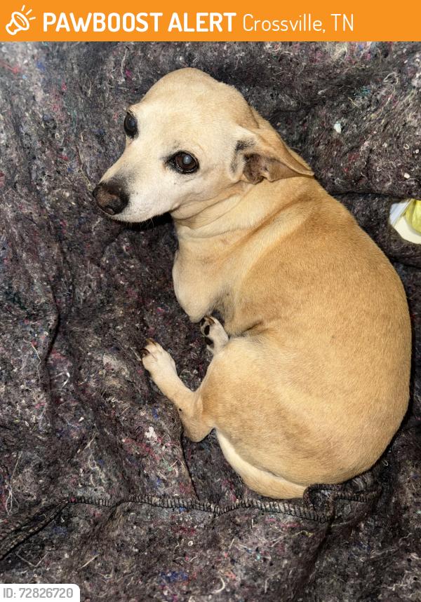 Found/Stray Male Dog last seen I40 in Cumberland County, TN, Crossville, TN 38571