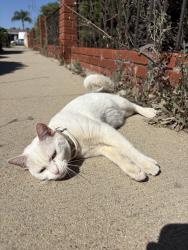 Found/Stray Unknown Cat last seen Jefferson & Maywood, Escondido, CA 92027
