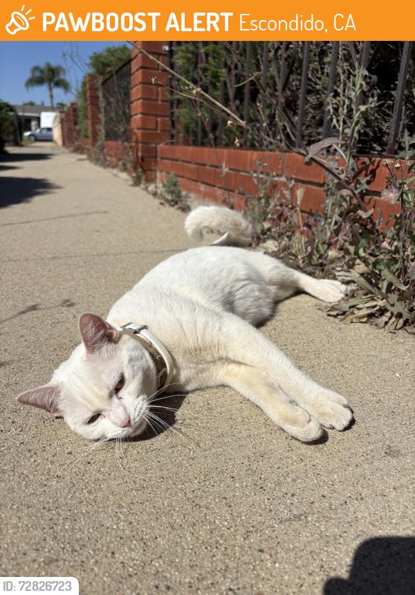 Found/Stray Unknown Cat last seen Jefferson & Maywood, Escondido, CA 92027