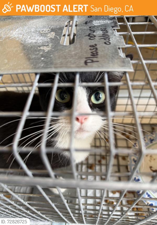 Found/Stray Female Cat last seen Tooley and Egret, San Diego, CA 92114