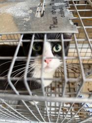 Found/Stray Female Cat last seen Tooley and Egret, San Diego, CA 92114