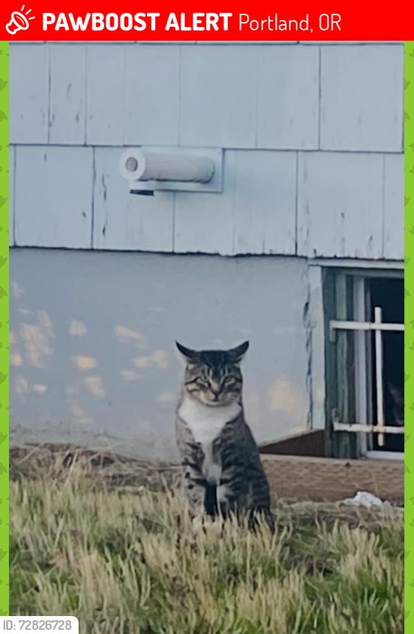 Lost Male Cat last seen Tabby with white tuxedo collar, Portland, OR 97213