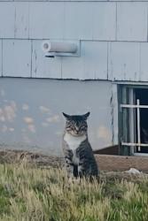 Lost Male Cat last seen Tabby with white tuxedo collar, Portland, OR 97213