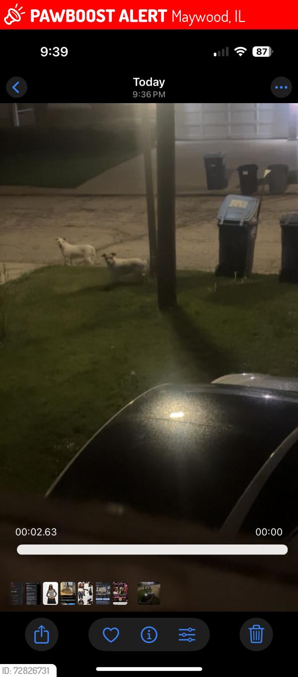 Lost Unknown Dog last seen Augusta st , Maywood, IL 60153