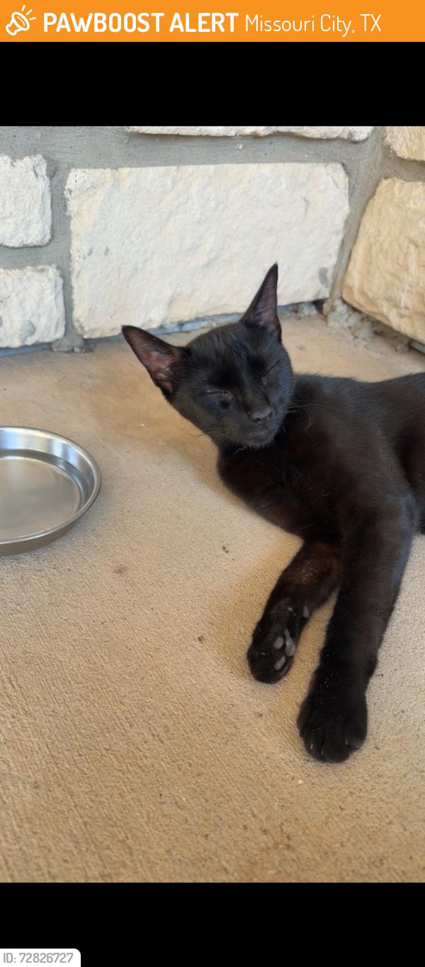 Found/Stray Female Cat last seen The Ranch at Sienna Plantation, Missouri City, TX 77459