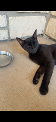 Found/Stray Female Cat last seen The Ranch at Sienna Plantation, Missouri City, TX 77459
