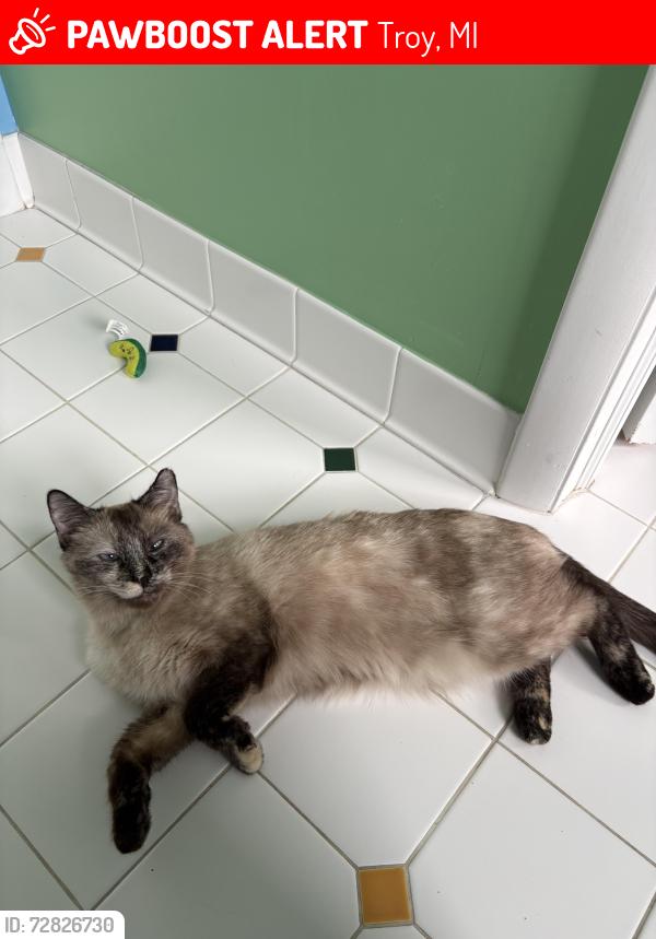 Lost Female Cat last seen Cedar ridge subdivision Troy, Troy, MI 48084