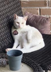 Lost Female Cat last seen Woodburne Loop , Covington, LA 70433