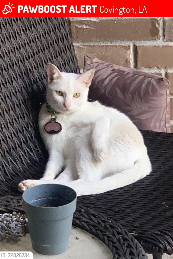 Lost Female Cat last seen Woodburne Loop , Covington, LA 70433