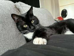 Lost Male Cat last seen Rochester , Rochester, NH 03867