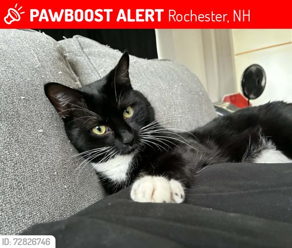Lost Male Cat last seen Rochester , Rochester, NH 03867