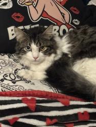 Lost Male Cat last seen Near west Whitney st, Houston, TX 77022