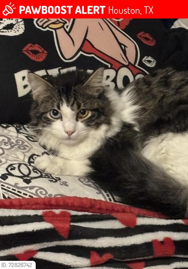 Lost Male Cat last seen Near west Whitney st, Houston, TX 77022