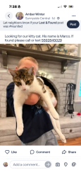Lost Male Cat last seen Fowler and Lyell, Sunnyside, CA 93727