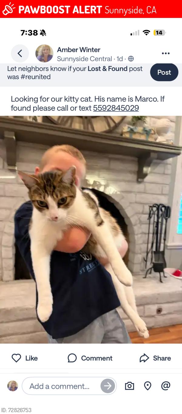 Lost Male Cat last seen Fowler and Lyell, Sunnyside, CA 93727