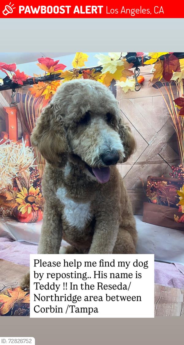 Lost Male Dog last seen Stagg and Calvin, Los Angeles, CA 91335
