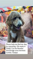 Lost Male Dog last seen Stagg and Calvin, Los Angeles, CA 91335