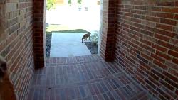 Found/Stray Unknown Dog last seen McPherson and West Risinger, Fort Worth, TX 76123