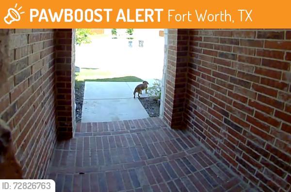 Found/Stray Unknown Dog last seen McPherson and West Risinger, Fort Worth, TX 76123