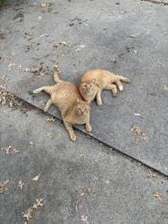 Lost Male Cat last seen Linden drive, Denton, TX 76201