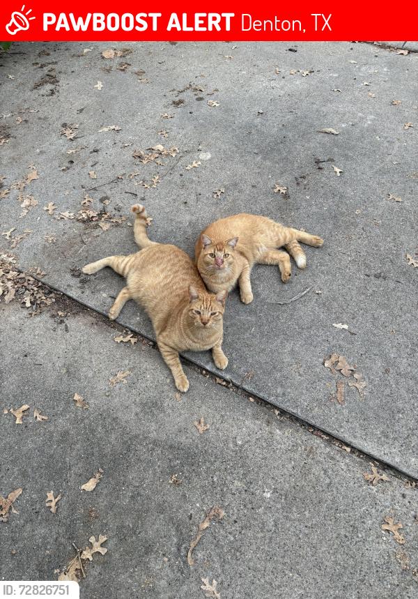 Lost Male Cat last seen Linden drive, Denton, TX 76201