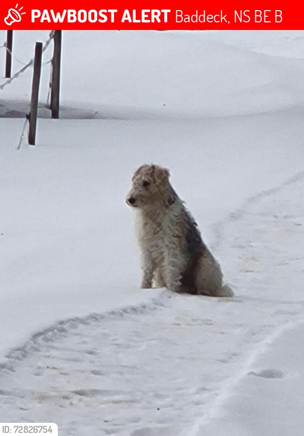 Lost Male Dog last seen Big Baddeck road, Baddeck, NS B0E 1B0