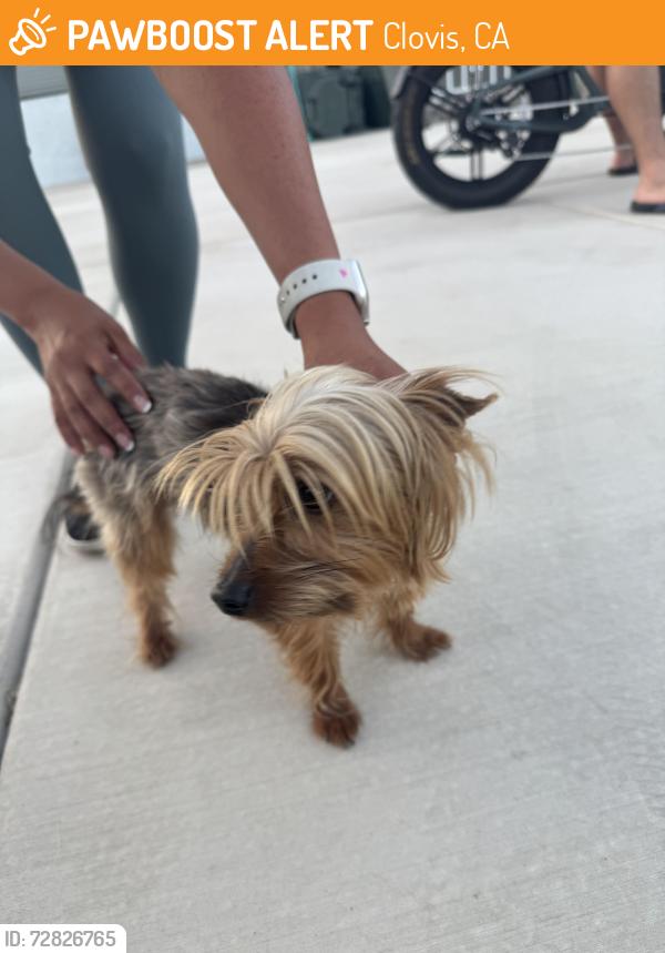 Found/Stray Male Dog last seen Stanford Ave & Buckingham, Clovis, Clovis, CA 93611